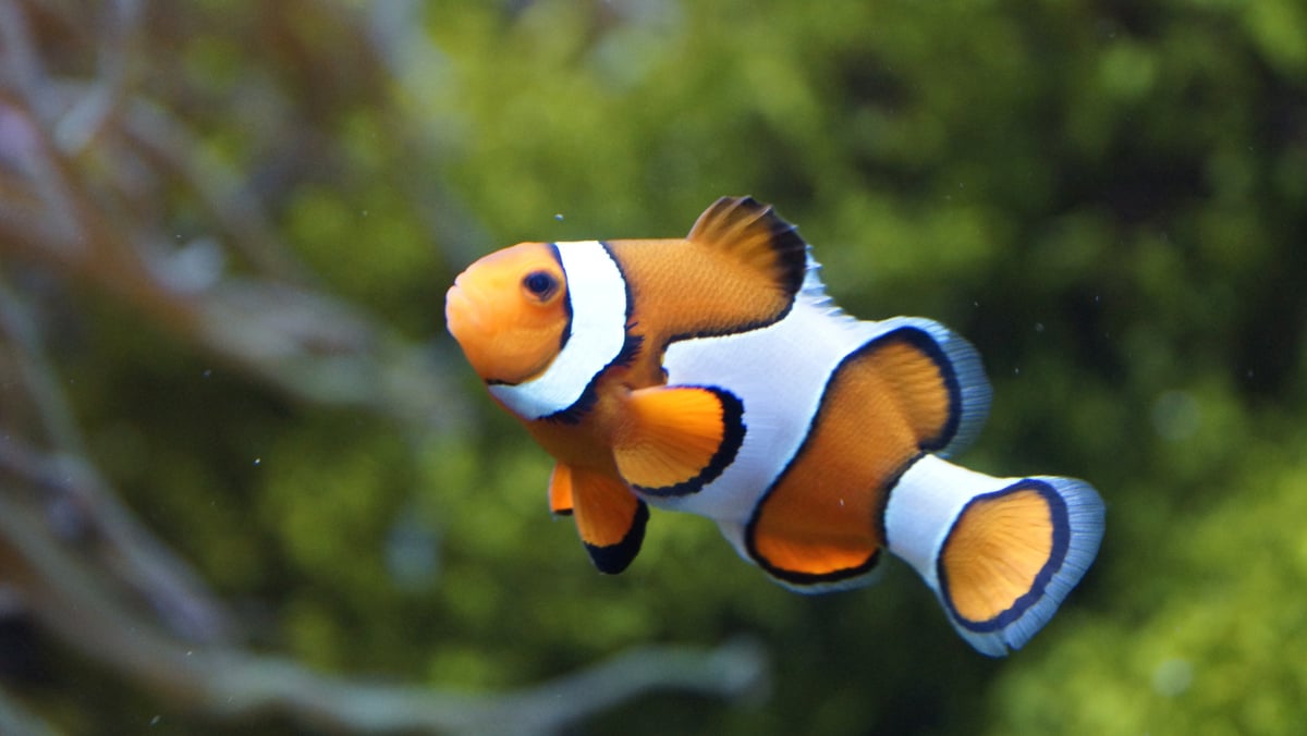 Clownfish in the Water